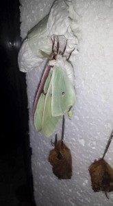 Actias luna Falter beim Flügel aufpumpen