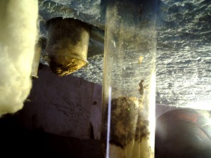 Lasius im rg mit 2-4 kleinen