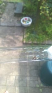 WP_20150716_001.jpg (266.21 KiB) 2439 mal betrachtet Lasius niger? Erstes RG