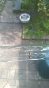 WP_20150716_002.jpg (264.27 KiB) 2441 mal betrachtet Lasius niger? Erstes RG