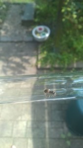 WP_20150716_003.jpg (267.85 KiB) 2233 mal betrachtet Lasius niger? Zweites RG