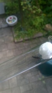 WP_20150716_004.jpg (256.7 KiB) 2233 mal betrachtet Lasius niger? Zweites RG