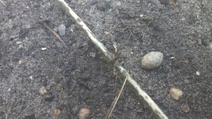 WP_20150716_007.jpg (748.11 KiB) 2441 mal betrachtet Lasius niger?