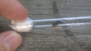 WP_20150716_011.jpg (331.41 KiB) 2233 mal betrachtet Schwarz, bis auf die Beine, welche leicht rötlich sind. Spitzer zulaufender Gaster. Wage keine Mutmaßung...