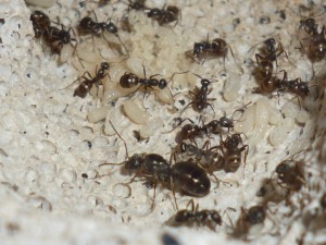 Eine meiner Formica fusca Königinnen mit Arbeiterinnen und Brut (in der unteren Bildhälfte).