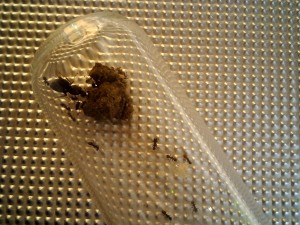 Lasius in Rg