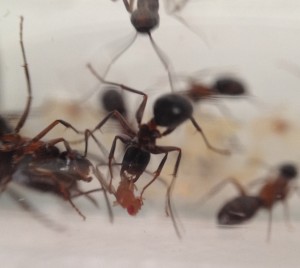 IMG_1452.jpg (491.56 KiB) 2201 mal betrachtet Lecker, Fruchtfliege ;P