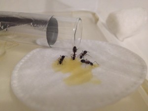 IMG_1555.jpg (1.78 MiB) 2201 mal betrachtet Meine neue Fütterungsmethode :P