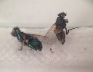 IMG_1609.jpg (721.29 KiB) 1993 mal betrachtet Durchlöcherte Stubenfliegen