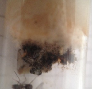 IMG_1671.jpg (1.46 MiB) 2201 mal betrachtet Watte vom Wassertank :( Zugemüllt..