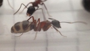 IMG_1677.jpg (375.75 KiB) 2201 mal betrachtet Hoffentlich platzt die nicht! :D