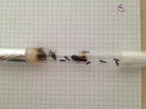 IMG_1678.jpg (1.97 MiB) 1991 mal betrachtet Larven und Puppen weiter weg vom Wassertank. Mögen es scheinbar trockener.