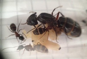 IMG_1680.jpg (1.36 MiB) 2201 mal betrachtet 5 Puppen. Weiß einer was dieser schwarze Fleck an der Puppenhaut ist? Damit die Damen unterscheiden können, wo vorne und hinten ist? :D