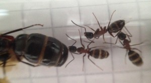 IMG_1682.jpg (1.02 MiB) 1993 mal betrachtet Königin stattlich gebaut. Kommt wohl von dem vielen Honig :P