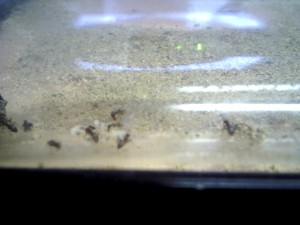 Lasius