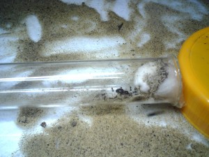 Lasius
