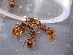 Futterteilung der Myrmica rubra :)