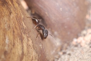 Camponotus fellah - Majore