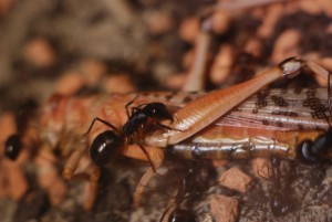 Camponotus fellah