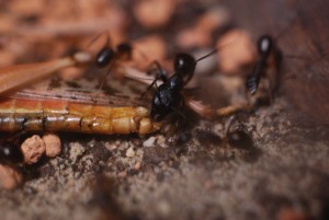 Camponotus fellah - Majoren Kopf