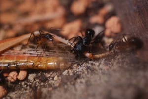 Camponotus fellah - Knabberspass