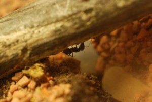 Camponotus fellah - welch geheimnissvolles Wesen