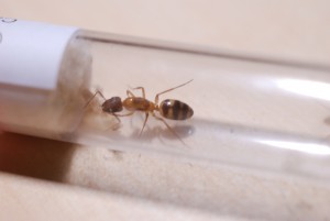 Camponotus substitutus, die hellen