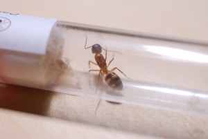 Camponotus substitutus