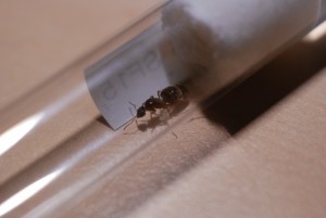 Lasius emarginatus?