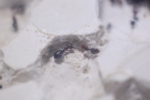 Camponotus lateralis Majore und Minore