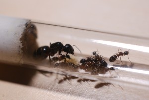 Camponotus herculeanus