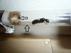 Sind das etwa ZWEI Lärvchen? :hope:<br />Außerdem hat sie (böseböse) wohl in der Watte ein Nest bauen wollen?