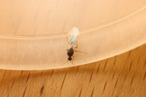 IMG_0340.JPG