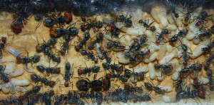 Camponotus singularis.jpg