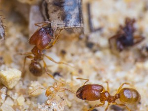 IMG_4886.jpg (841.41 KiB) 5817 mal betrachtet Drei Arbeiterinnen (zwei Soldatinnen und eine Minor-Arbeiterin) beim Zerlegen eines Heimchens. Man erkennt sehr schön die Farbunterschiede.