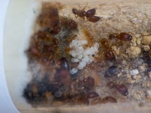 IMG_5002.jpg (638.99 KiB) 5817 mal betrachtet Blick in das Reagenzglasnest. Die Gyne hat sich leider versteckt.