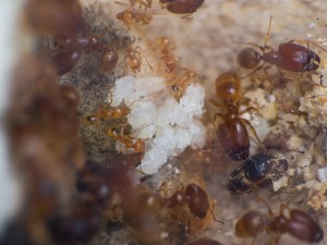 IMG_4997.jpg (599.33 KiB) 5817 mal betrachtet Vergrößerung der Brut. Vor allem Puppen und Eier sind vorhanden.