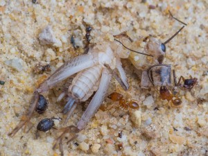 IMG_4884.jpg (798.81 KiB) 5817 mal betrachtet Mehrere Arbeiterinnen zerlegen das angebotene Heimchen.