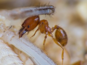 IMG_4895.jpg (657.38 KiB) 5817 mal betrachtet Seitliche Ansicht einer Soldatin.