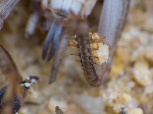 Eine Minor-Arbeiterin trägt ein Sandkorn zwischen ihren Mandibeln.