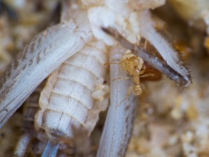 IMG_4921.jpg (924.73 KiB) 5817 mal betrachtet Ein weiteres Bild der Arbeiterin, welche das Sandkorn transportiert.