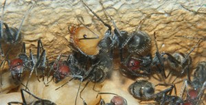 Camponotus singularis Media.jpg