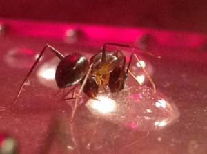 Camponotus fellah