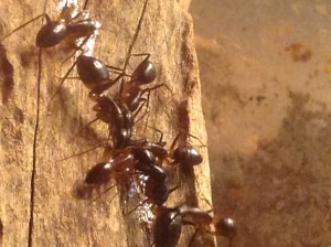 Camponotus fellah