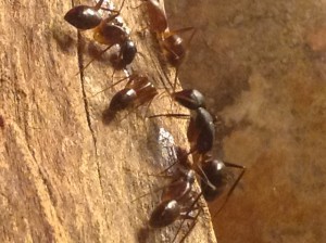 Camponotus fellah