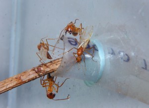 Camponotus spec Männchen.jpg