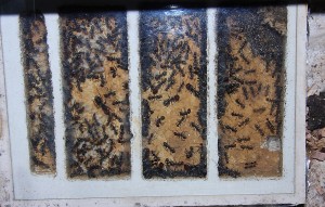Camponotus singularis Nest 1.jpg