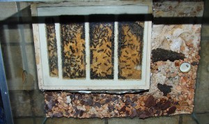 Camponotus singularis Nest2.jpg