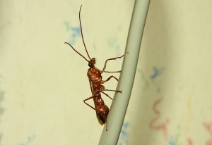 Myrmecia Männchen _1.jpg