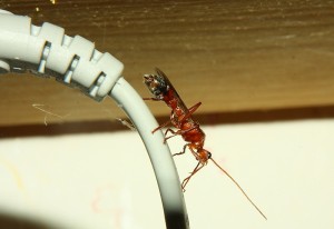 Myrmecia Männchen _2.jpg